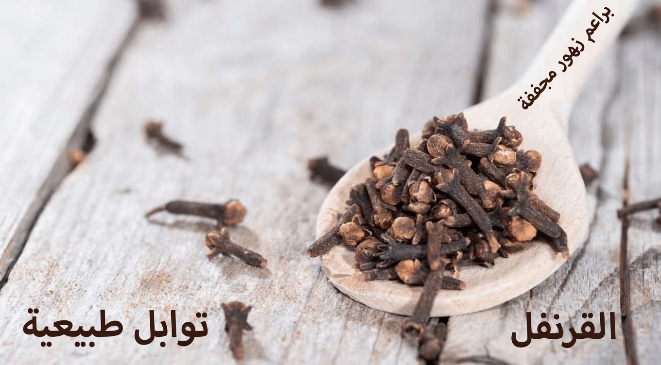 مضغ القرنفل بطريقة خاطئة: الخطأ الخفي الذي يعرقل عافيتك – والطريقة الآمنة للاستمتاع به