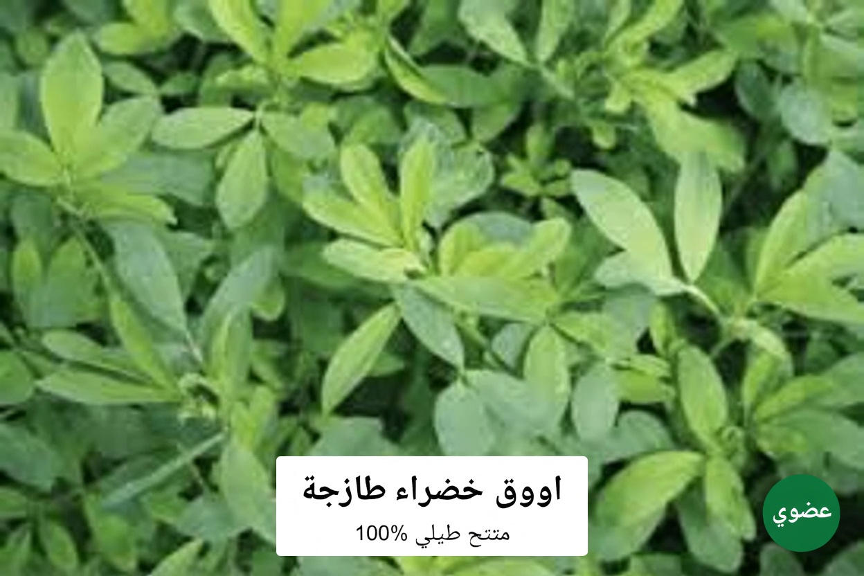 اكتشف الأطعمة السبعة الخارقة لنورمان ووكر لدعم طاقتك اليومية طبيعيًا بعد الأربعين