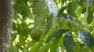 الورقة القوية التي يتحدث عنها الجميع — ماذا تقول الأبحاث حقًا؟