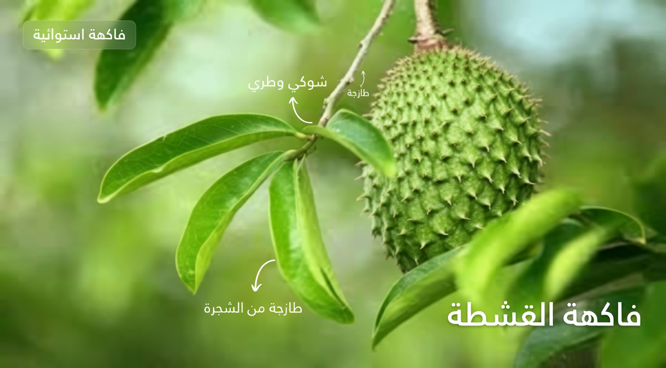 الورقة القوية التي يتحدث عنها الجميع — ماذا تقول الأبحاث حقًا؟