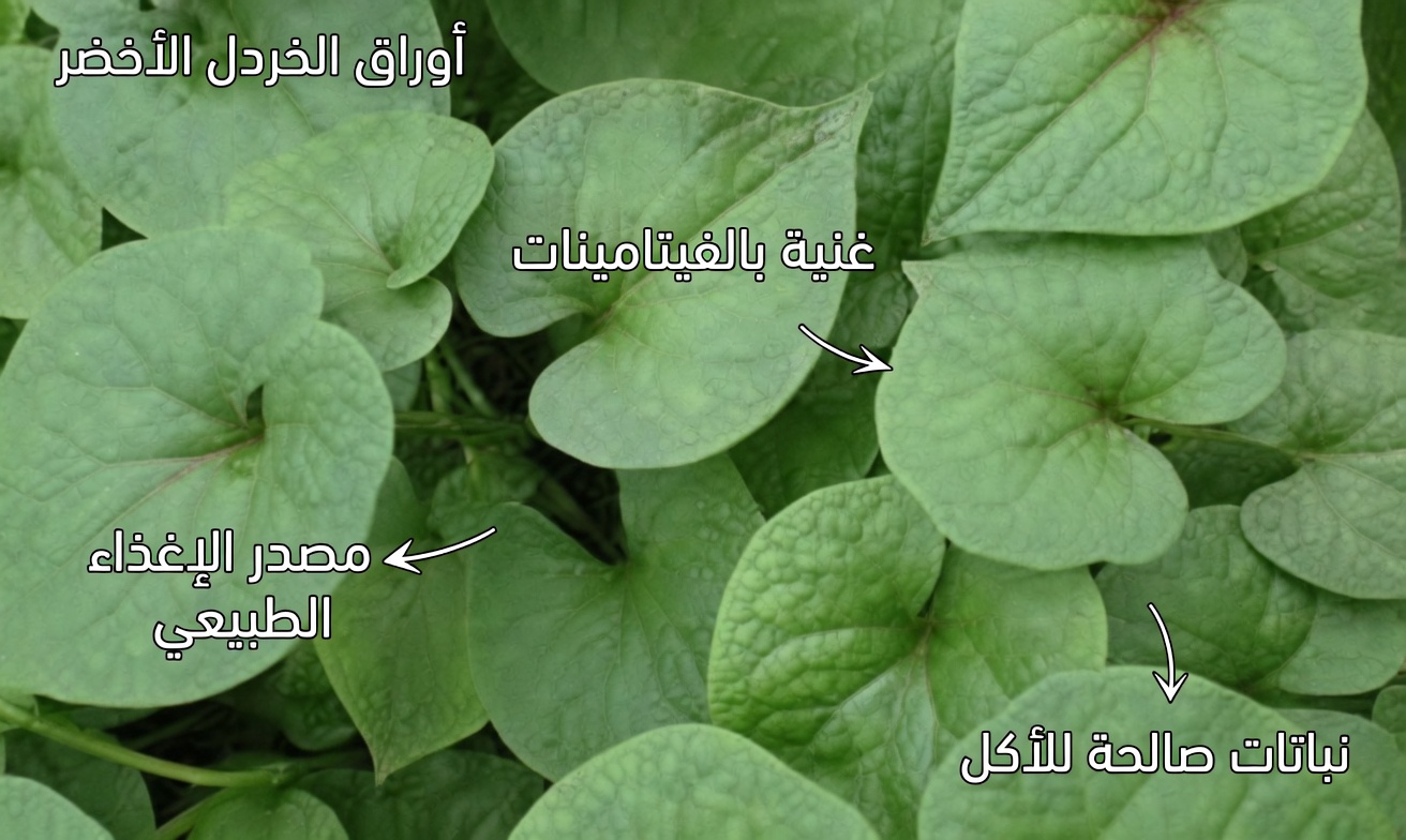 ٥ خضروات عادية يمكنها خفض الكرياتينين بهدوء وزيادة معدل الترشيح الكبيبي (حتى إذا كان طبيبك قلقًا بالفعل)