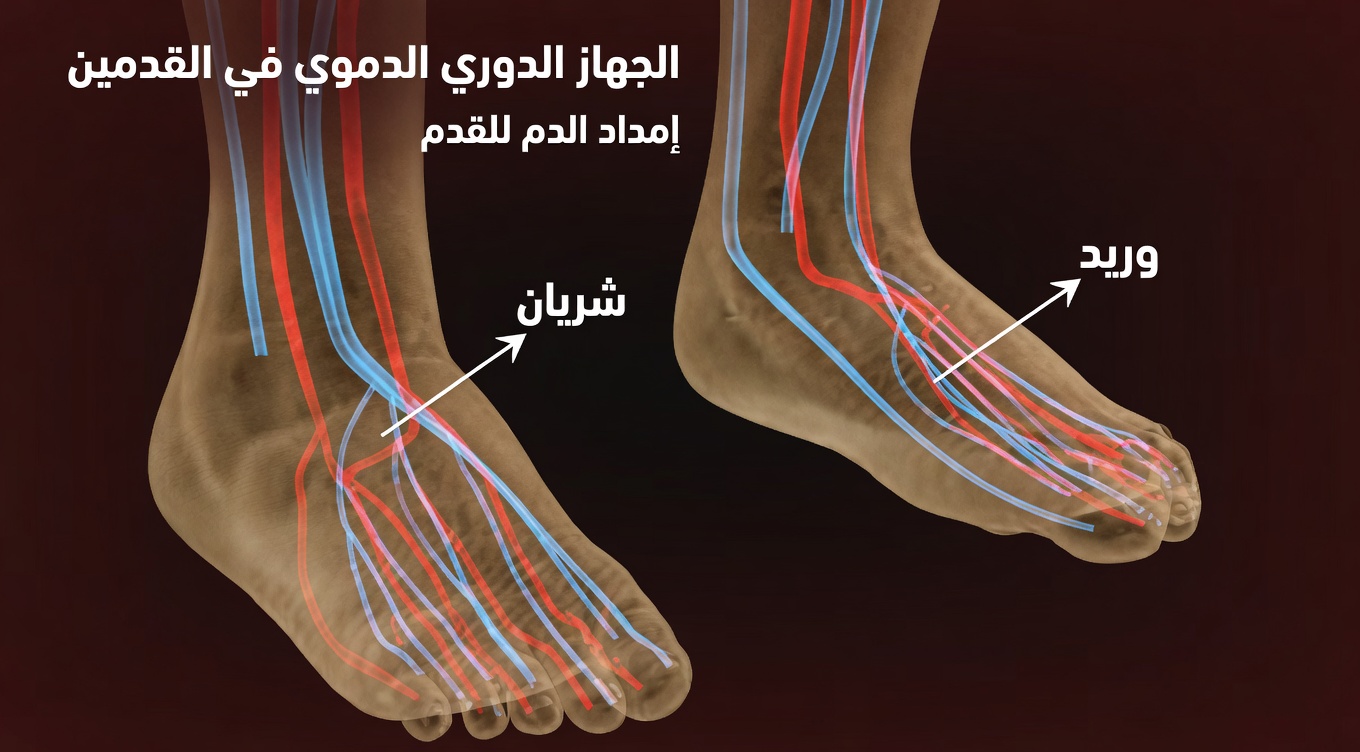 فيتامين واحد قد يساعد على تحسين الدورة الدموية في الساقين والقدمين بشكل طبيعي