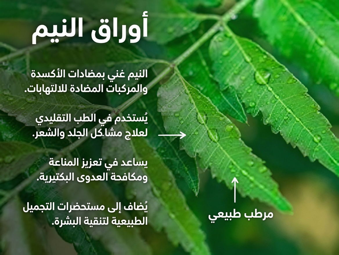 كُل ورقة نيم واحدة كل صباح لمدة 30 يومًا – إليك ما تقوله العلوم عمّا قد يحدث لجسمك بعد سنّ الخامسة والأربعين