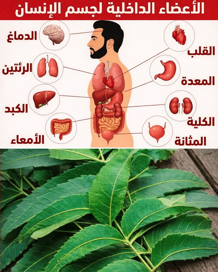 كُل ورقة نيم واحدة كل صباح لمدة 30 يومًا – إليك ما تقوله العلوم عمّا قد يحدث لجسمك بعد سنّ الخامسة والأربعين