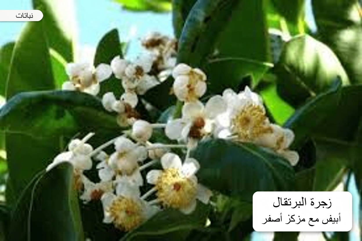 6 أعشاب طبيعية قد تدعم صحتك مثل الأدوية الشائعة