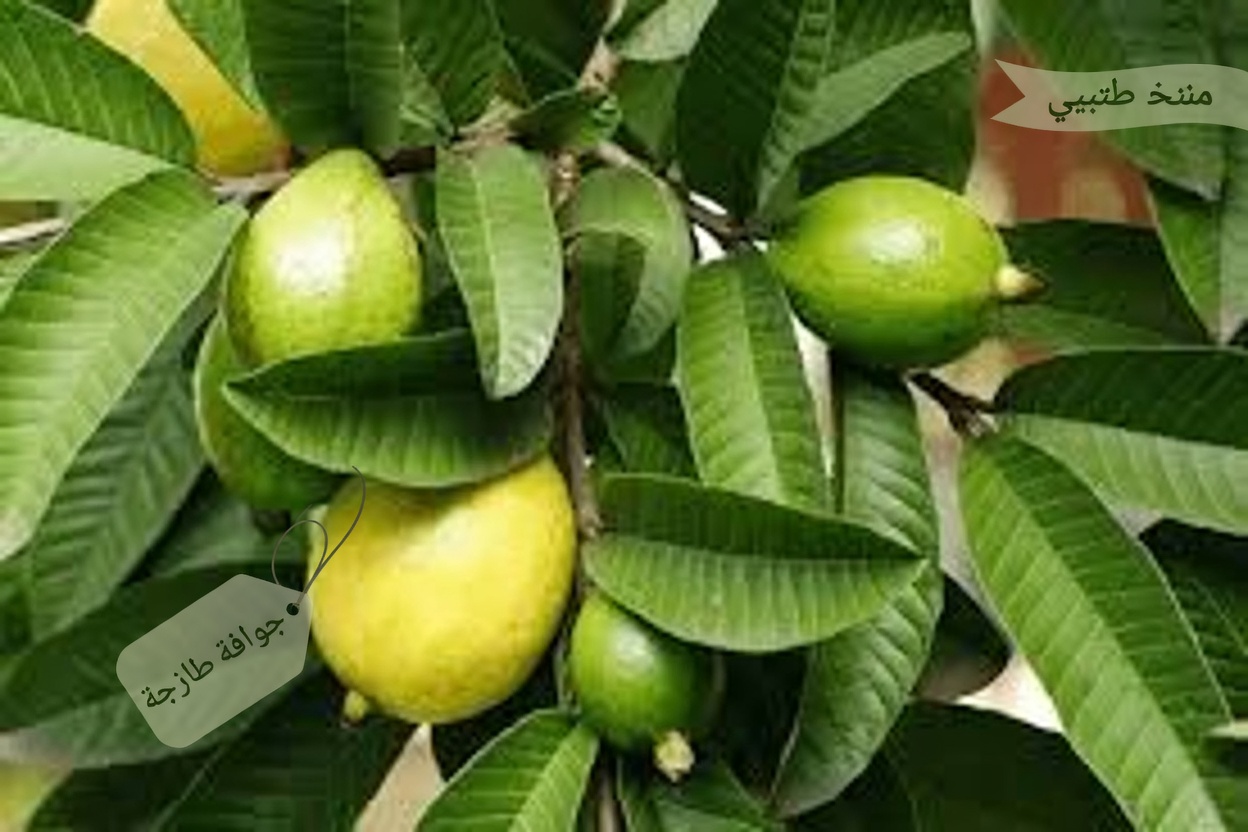 أفضل 3 طرق طبيعية لدعم صحة الأسنان باستخدام أوراق الجوافة – بسيطة وفعّالة من حيث التكلفة!