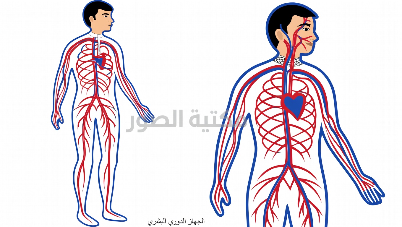 ملعقة كبيرة كل صباح لتنظيف الأوعية الدموية بشكل طبيعي