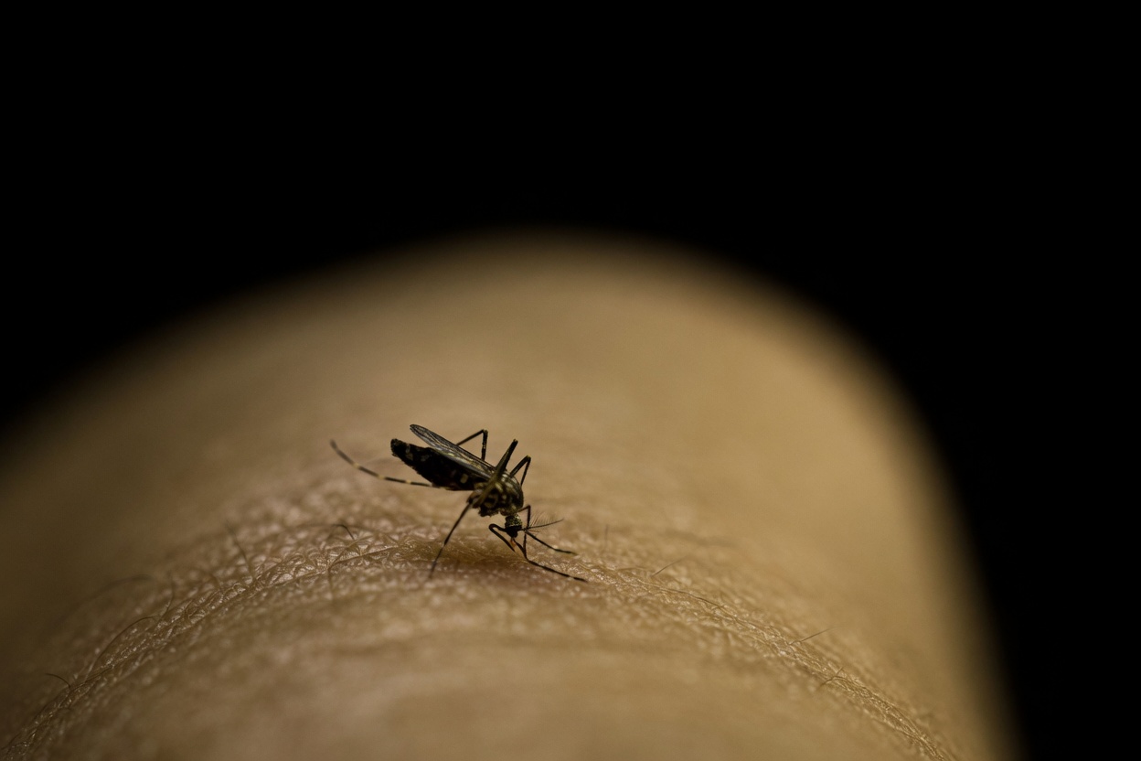 لماذا يلدغك البعوض دائمًا أولًا؟ اكتشف ما الذي يجذبهم وكيف تحمي نفسك!
