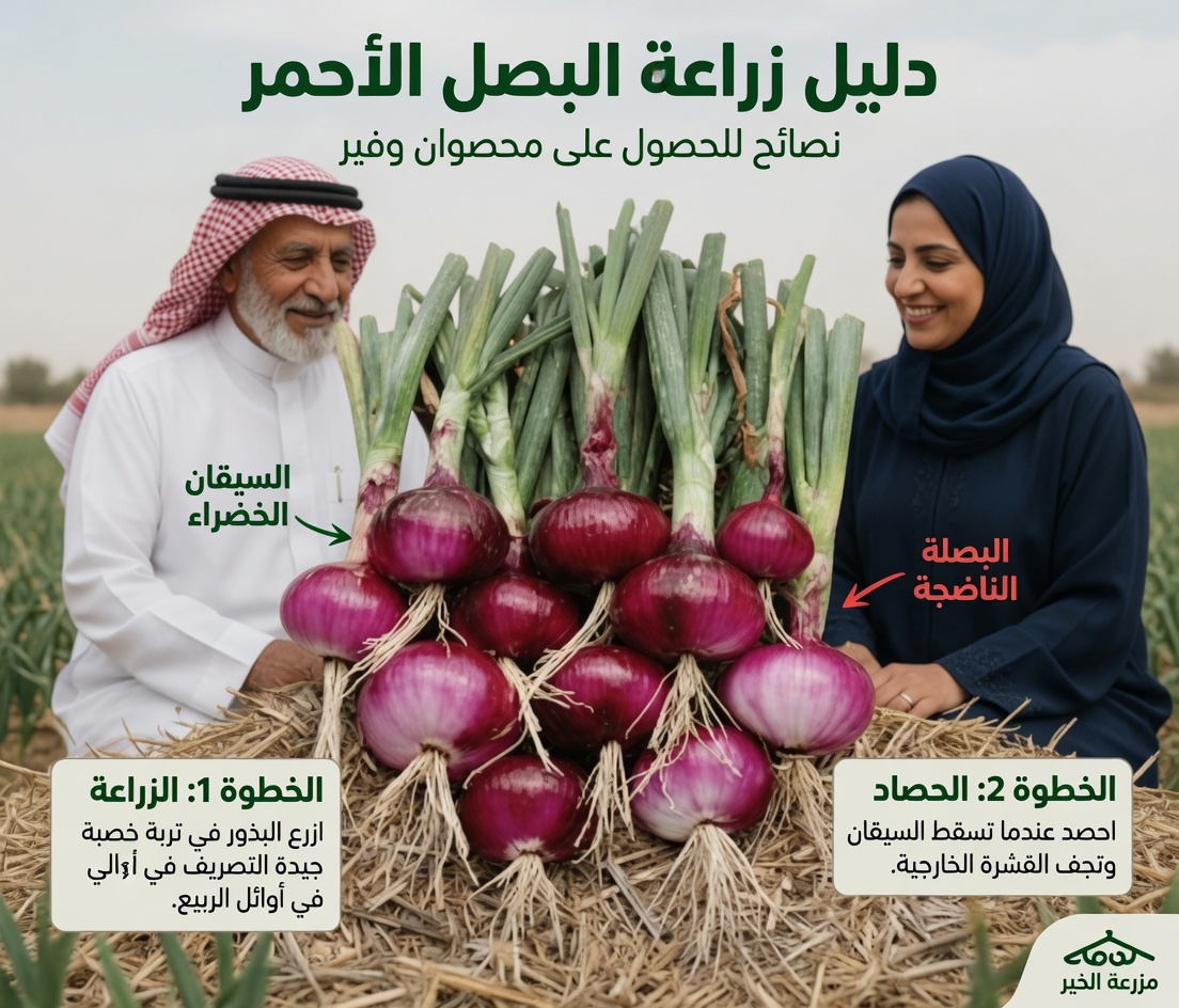 الحقيقة التي لم تُروَ: البصل الأحمر يساعد على تنظيم سكر الدم – سر بسيط لمن هم فوق الأربعين!