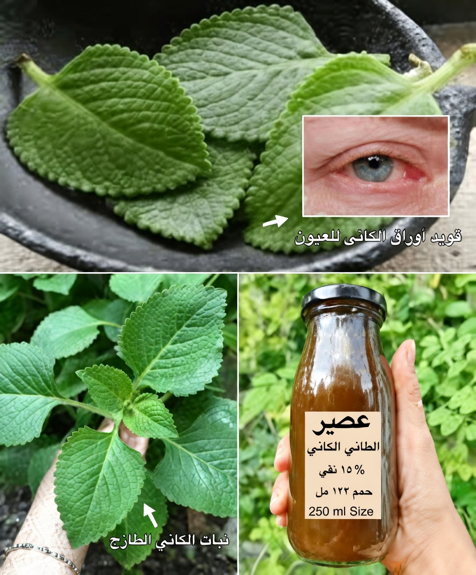 تشوش الرؤية يتسلل؟ قد يفاجئك اتجاه مشروب أوراق الأوريغانو هذا