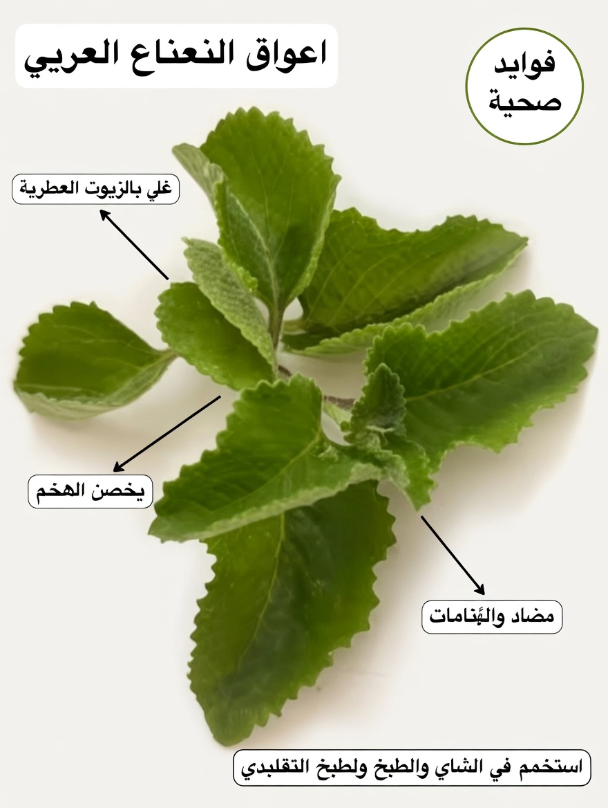 تشوش الرؤية يتسلل؟ قد يفاجئك اتجاه مشروب أوراق الأوريغانو هذا