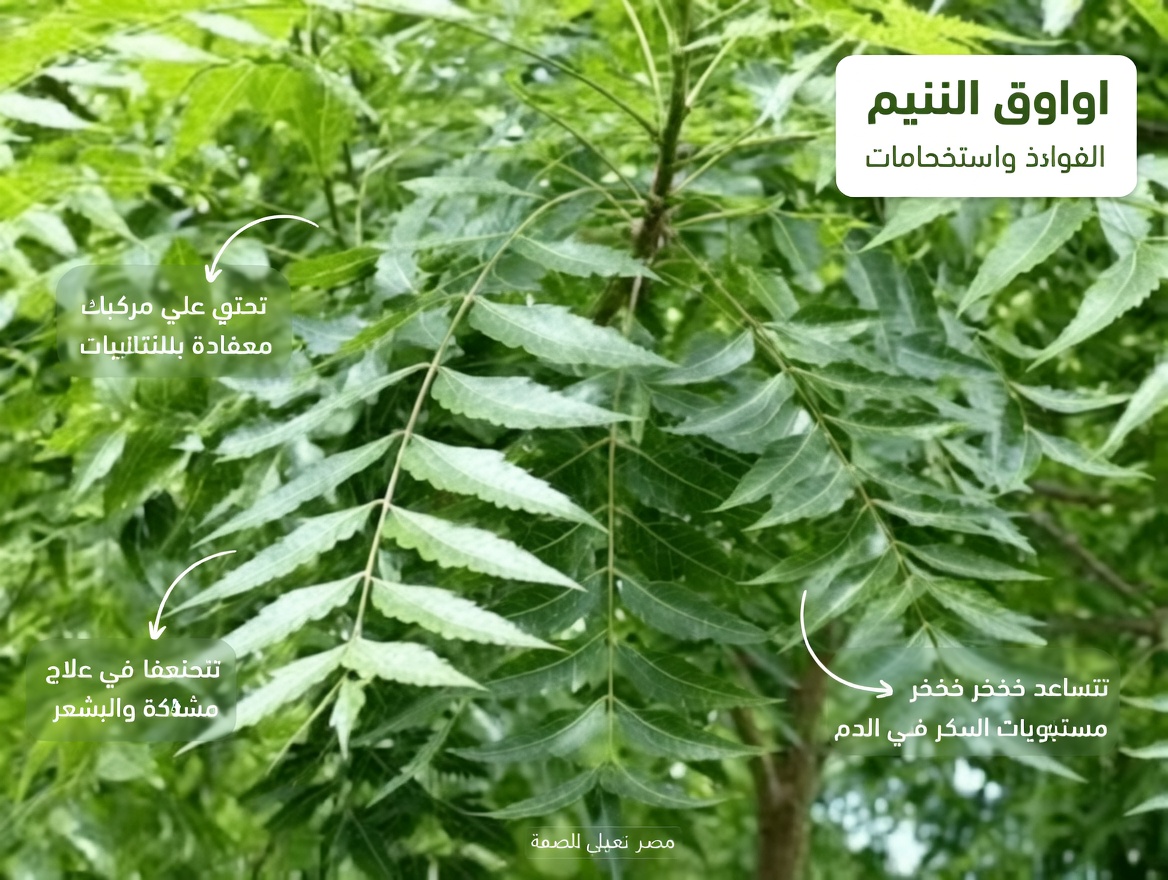 تناول ورقة نيم واحدة يوميًا، وشاهد ما سيحدث!