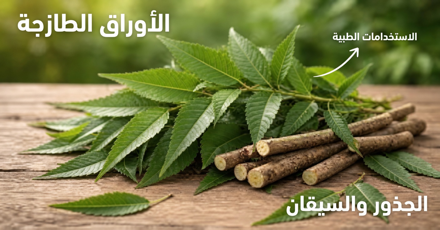 تناول ورقة نيم واحدة يوميًا، وشاهد ما سيحدث!