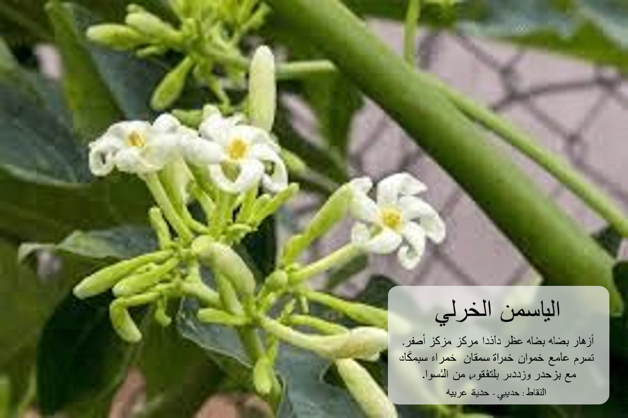 17 فائدة مذهلة لأزهار البابايا لصحة مثالية بعد سن الثلاثين