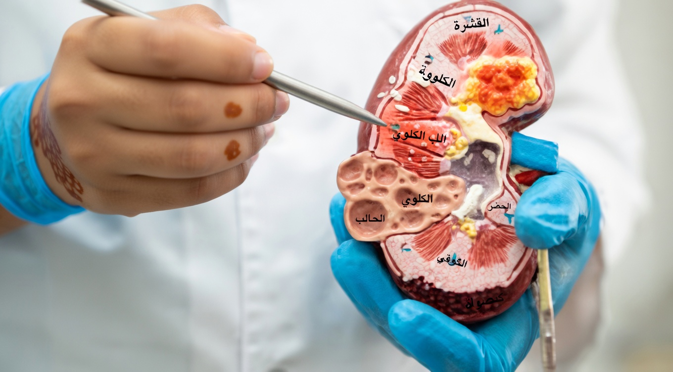 12 عرضًا صامتًا لارتفاع مستويات الكرياتينين قد تُنذرك بمشاكل في الكلى – معظم الناس يتجاهلونها حتى فوات الأوان