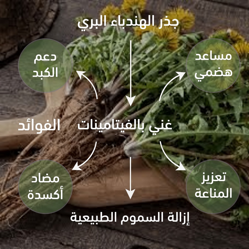 اكتشف ذهب الحديقة: قوة الهندباء الخفية – الغذاء الخارق المُهمل الذي قد يغيّر صحتك