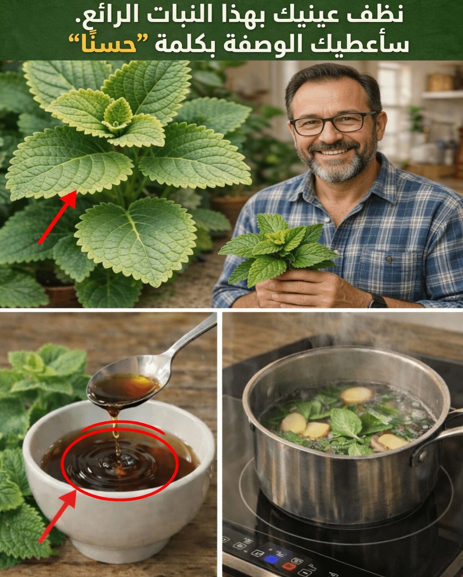 كيف يدعم الأوريجانو أوريخون صحة العين طبيعيًا: نصائح لإدراج هذه العشبة في روتينك للعناية بصحة البصر