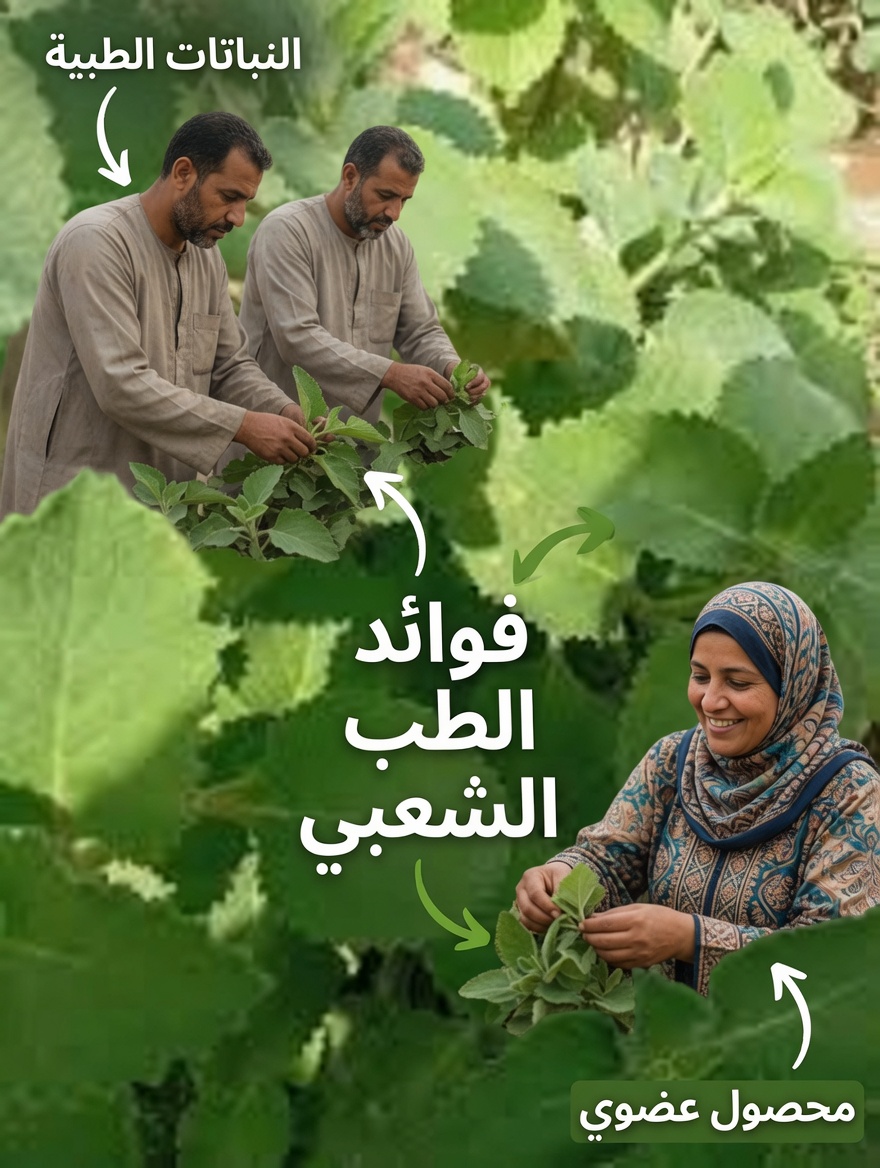 كيف يدعم الأوريجانو أوريخون صحة العين طبيعيًا: نصائح لإدراج هذه العشبة في روتينك للعناية بصحة البصر