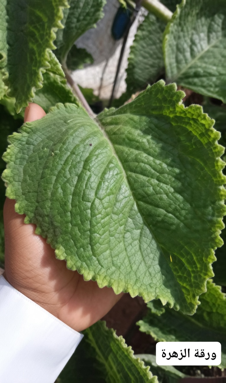 كيف يدعم الأوريجانو أوريخون صحة العين طبيعيًا: نصائح لإدراج هذه العشبة في روتينك للعناية بصحة البصر