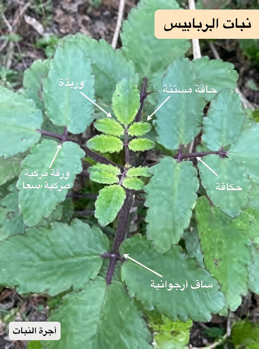 ورقة الحياة – النبتة الشافية التي تنمو في حديقة منزلك والتي تتمنى شركات الأدوية الكبرى ألا تلاحظها أبداً