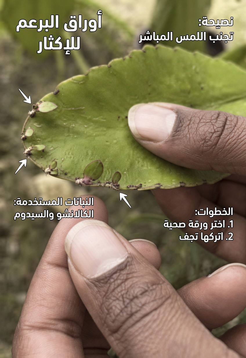 ورقة الحياة – النبتة الشافية التي تنمو في حديقة منزلك والتي تتمنى شركات الأدوية الكبرى ألا تلاحظها أبداً