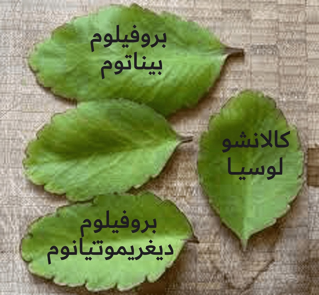 ورقة الحياة – النبتة الشافية التي تنمو في حديقة منزلك والتي تتمنى شركات الأدوية الكبرى ألا تلاحظها أبداً