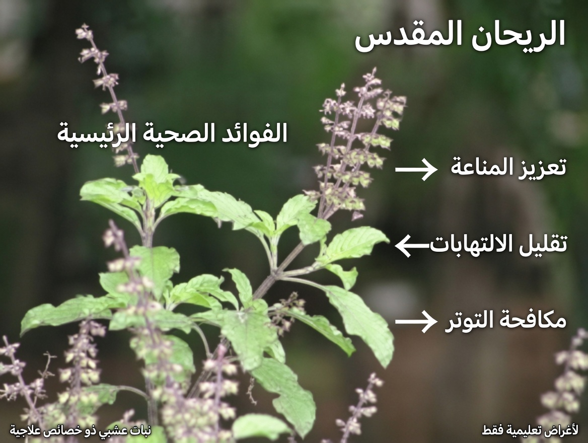 كيف يمكن للريحان المقدس (التولسي) أن يدعم بشكل طبيعي أسنانًا أقوى، ولثةً أكثر صحة، ونفسًا أكثر انتعاشًا، والوقاية من التسوس