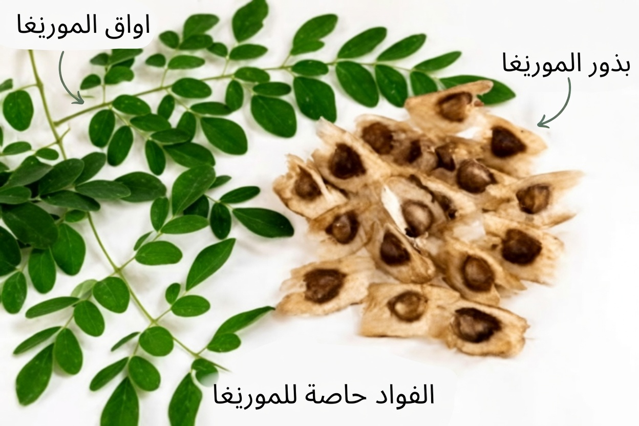 12 فائدة لبذور المورينغا لن تسمع بها من طبيبك أبدًا (لكن يجب أن تعرفها)