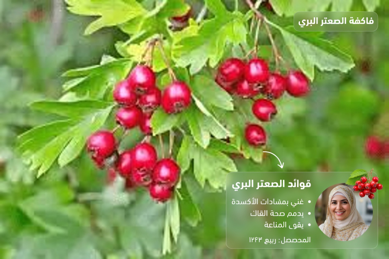 6 أعشاب خفية تذيب بهدوء جلطات الدم الخطيرة في ساقيك