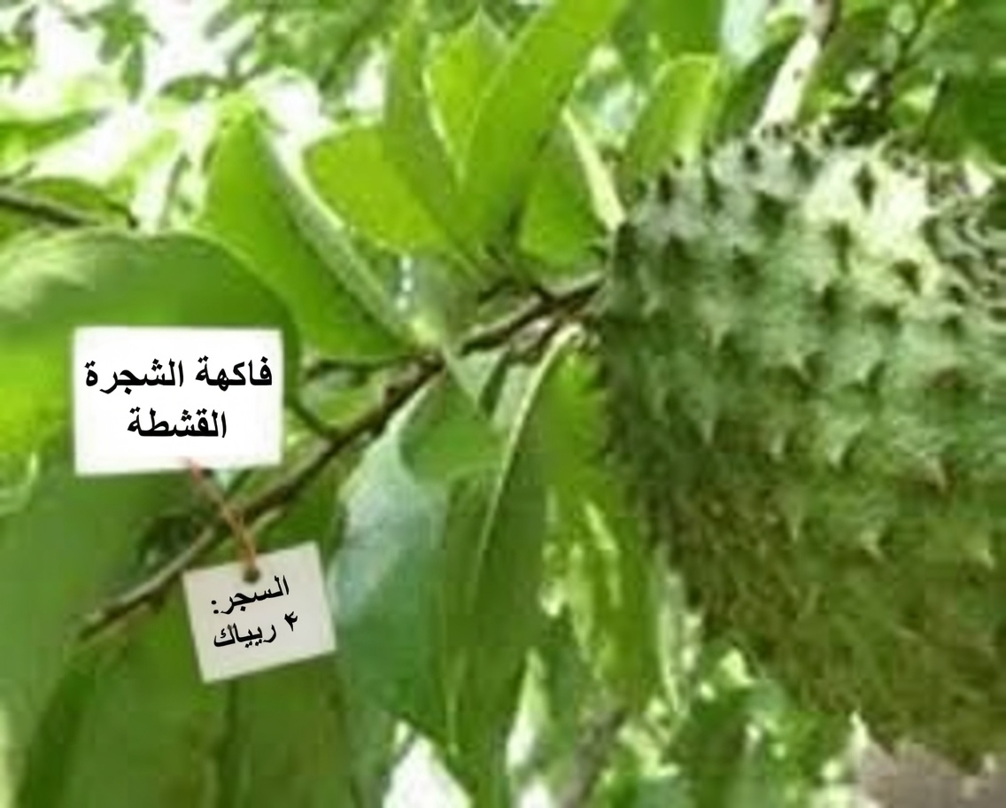 الأطباء لن يخبرك عن هذه الورقة التي تُدَمِّر السرطان (لا تفوّت)