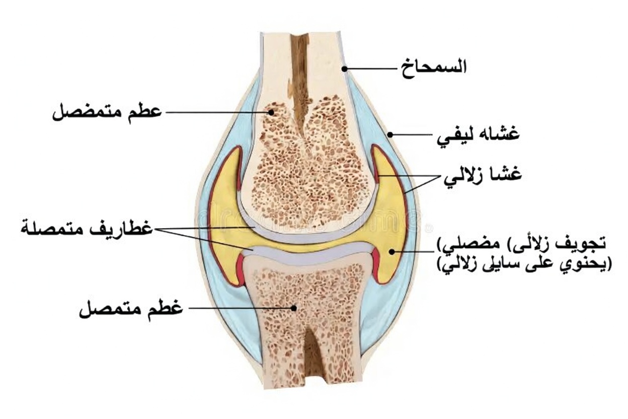 طبيب عظام يبلغ من العمر 97 عامًا يكشف: هذا الطعام الطبيعي يُجدد غضروف الركبة خلال 24 ساعة!