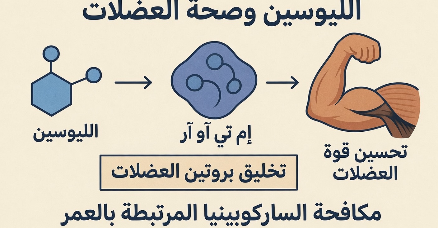 انسَ السردين! هذه الأطعمة تبني العضلات بسرعة وتقضي على الساركوبينيا بعد سنّ الستين