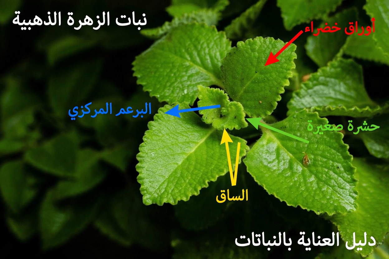 ورقة واحدة في اليوم: القوة الخفية للأوريجانو أوريخون