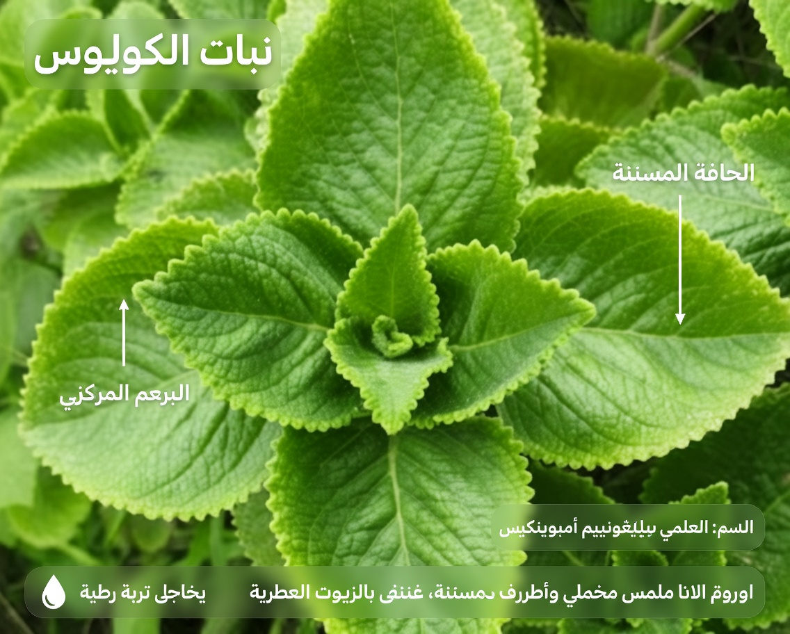 ورقة واحدة في اليوم: القوة الخفية للأوريجانو أوريخون