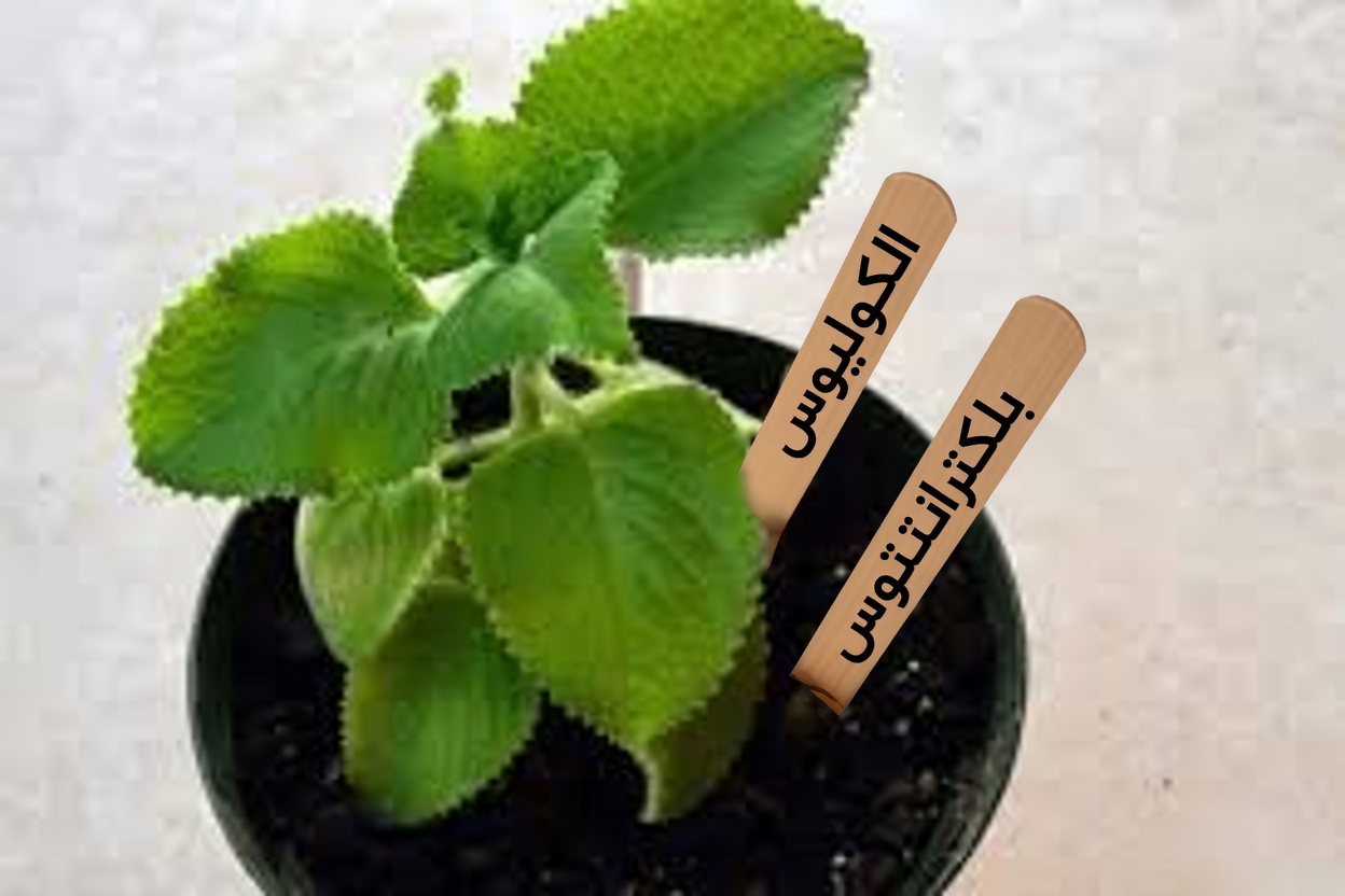 العلاج الطبيعي الذي يغيّر العناية بالعيون: رؤية أوضح دون الاعتماد على النظارات؟