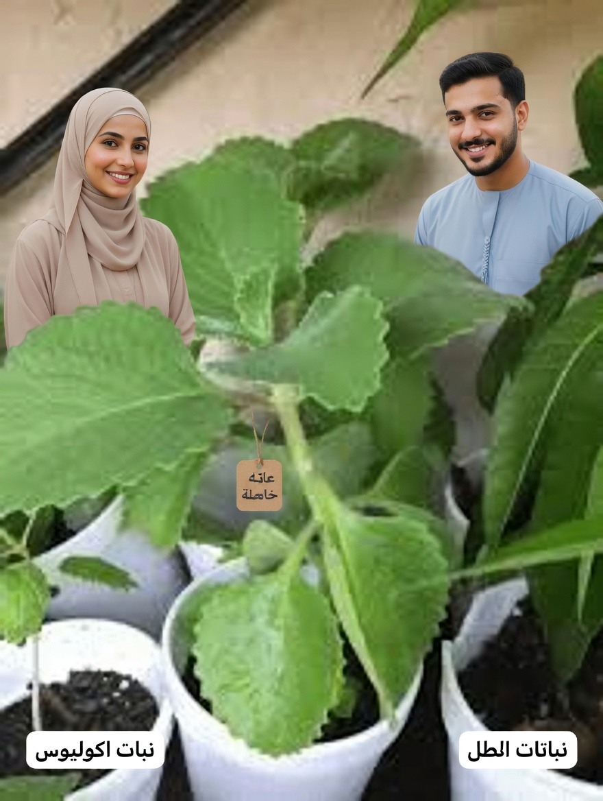 العلاج الطبيعي الذي يغيّر العناية بالعيون: رؤية أوضح دون الاعتماد على النظارات؟