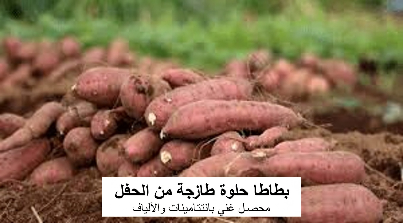 ماذا يحدث لجسمك عندما تتناول البطاطا الحلوة يوميًا: التغذية والفوائد والمخاطر