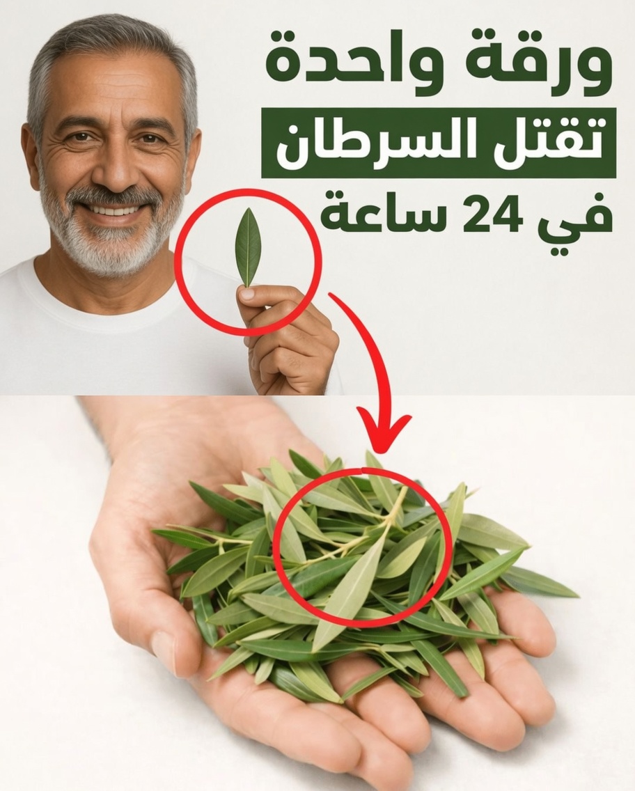 الورقة التي يتحدث عنها الجميع: استكشاف أوراق القشطة الشائكة ودورها المحتمل في العافية