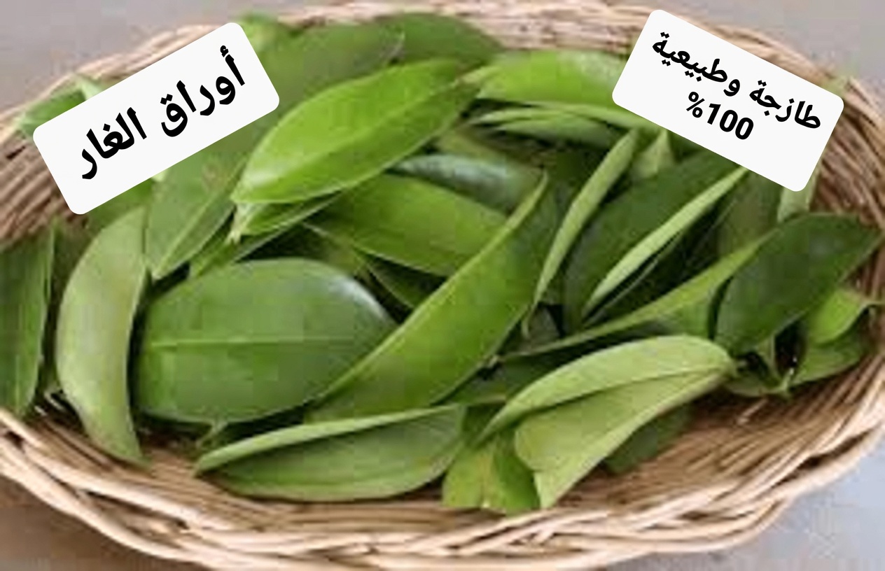 الورقة التي يتحدث عنها الجميع: استكشاف أوراق القشطة الشائكة ودورها المحتمل في العافية