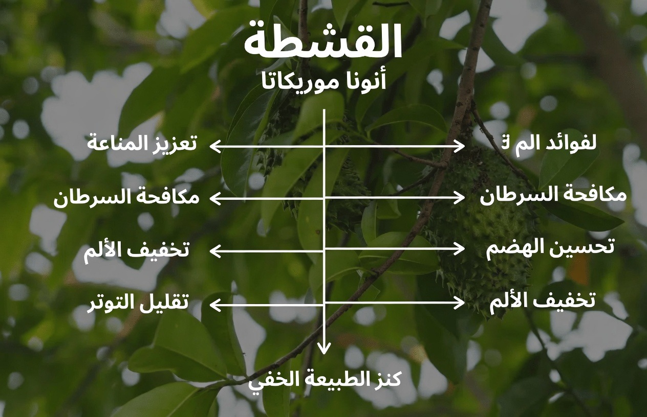 الورقة التي يتحدث عنها الجميع: استكشاف أوراق القشطة الشائكة ودورها المحتمل في العافية