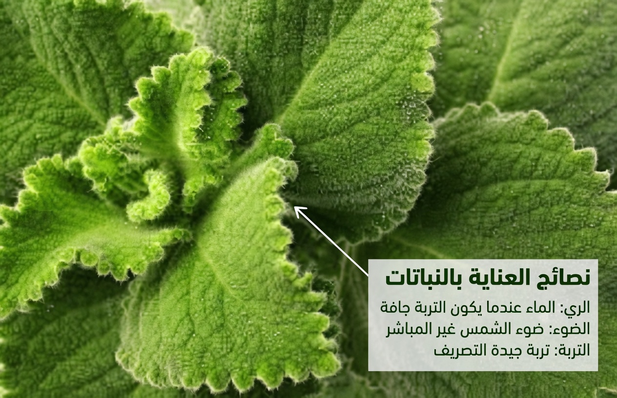 اكتشف أوريغانو أوريخون: العشبة غير المعروفة التي قد تساعد في دعم صحة البصر في الحياة اليومية