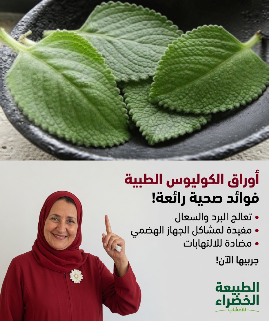 اكتشف أوريغانو أوريخون: العشبة غير المعروفة التي قد تساعد في دعم صحة البصر في الحياة اليومية