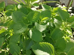 اكتشف أوريغانو أوريخون: العشبة غير المعروفة التي قد تساعد في دعم صحة البصر في الحياة اليومية