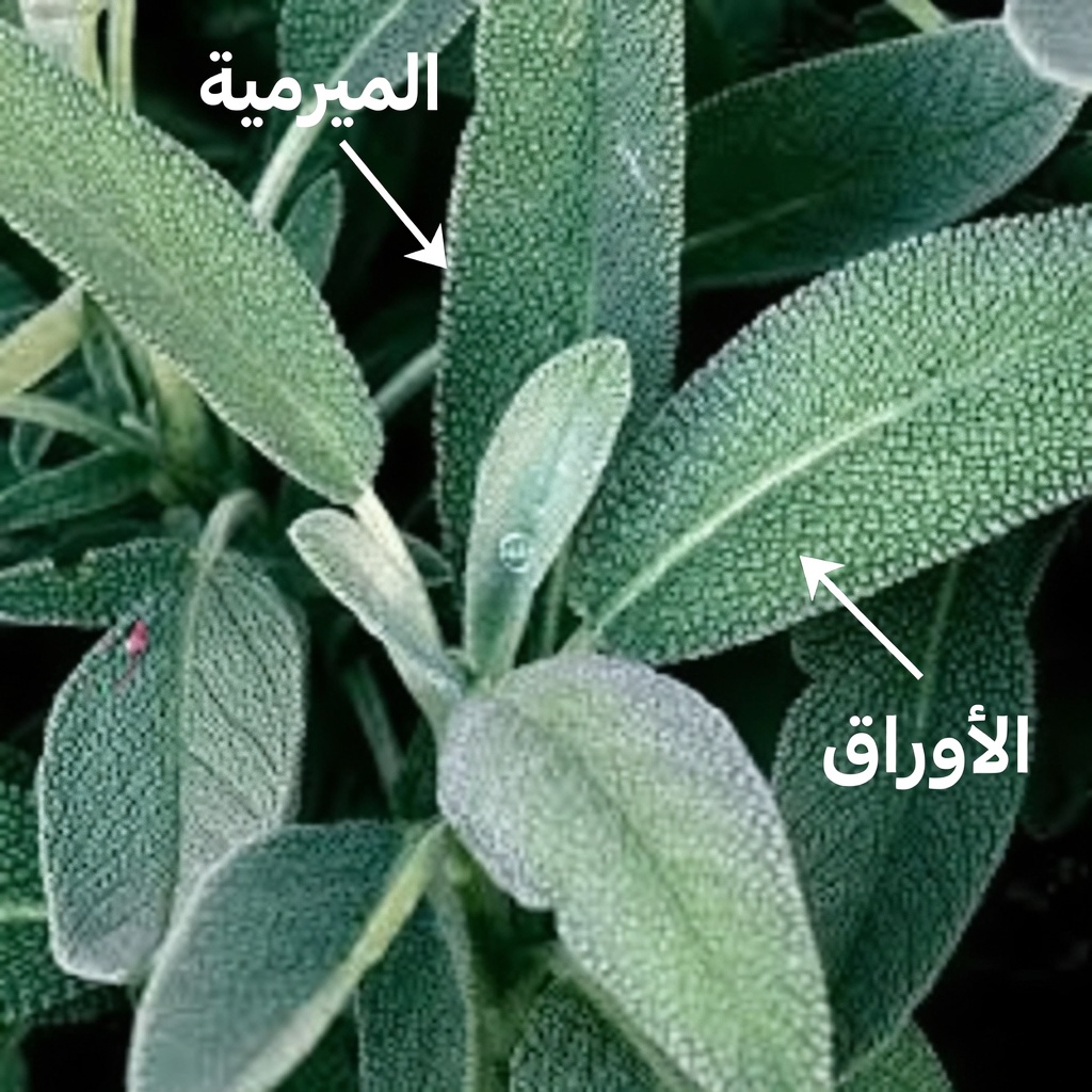 اكتشف 6 أعشاب قوية يمكن أن تساعدك على دعم صحتك وعافيتك اليومية بشكل طبيعي