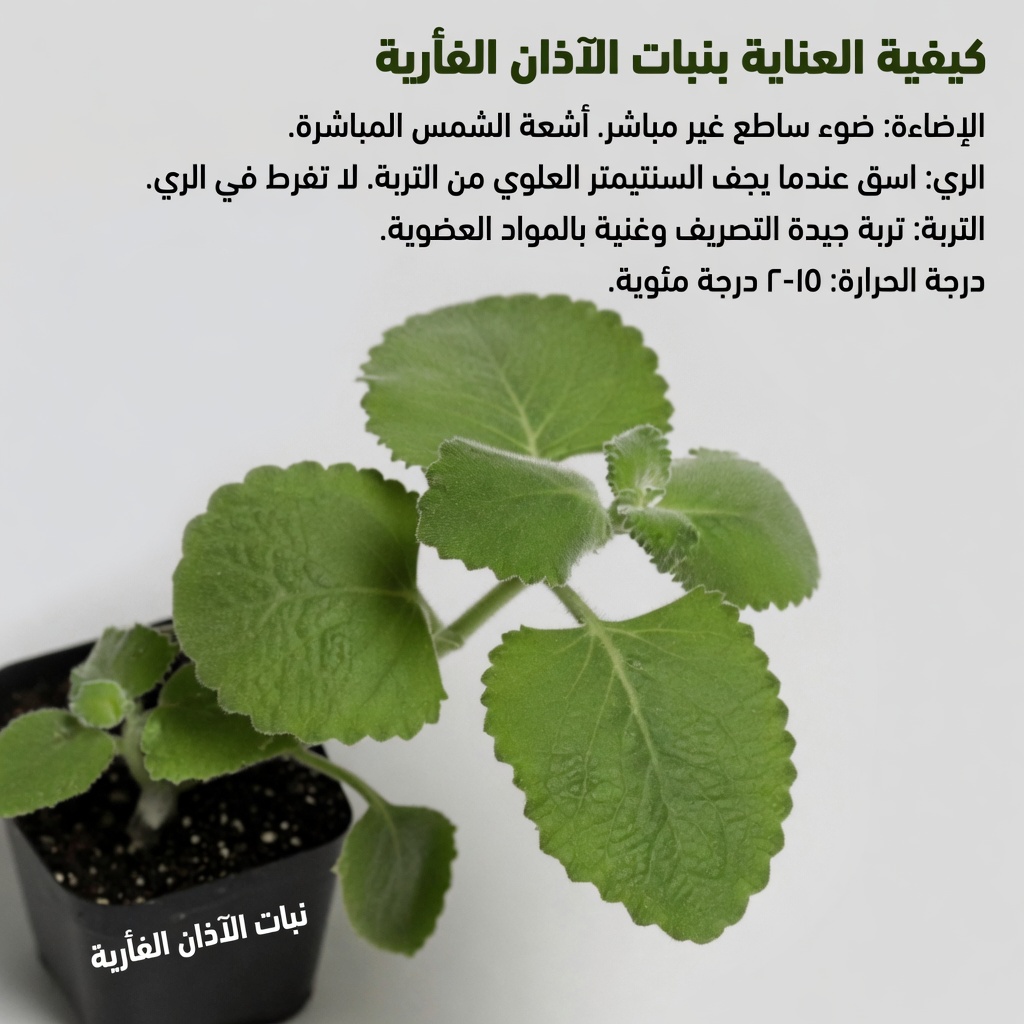 أوريغانو أوريخون: ورقة واحدة فقط يوميًا لدعم صحتك طبيعيًا