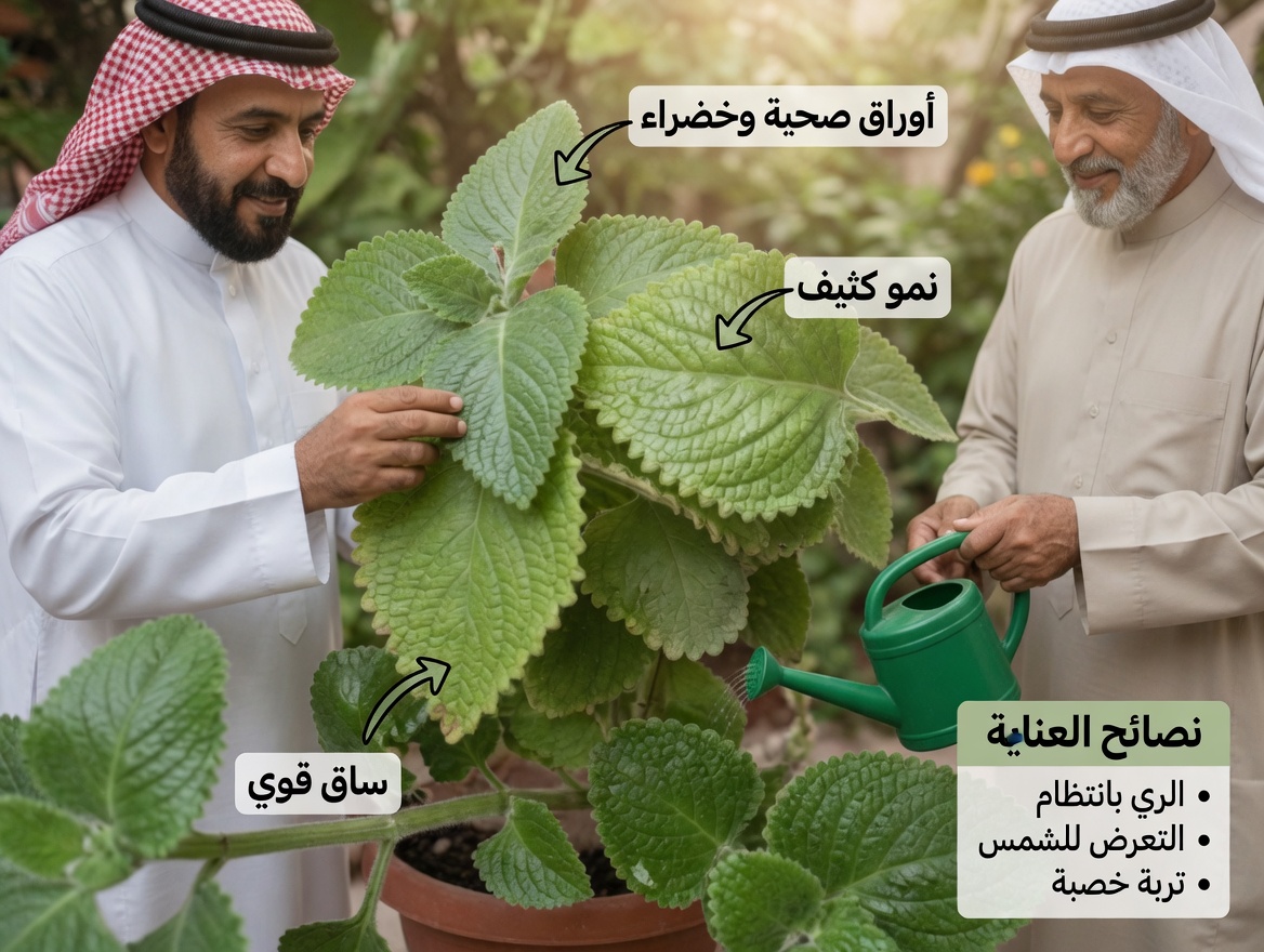 أوريغانو أوريخون: ورقة واحدة فقط يوميًا لدعم صحتك طبيعيًا