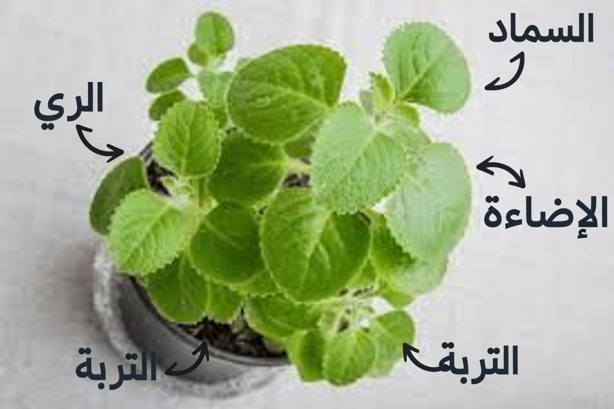 أوريغانو أوريخون: ورقة واحدة فقط يوميًا لدعم صحتك طبيعيًا