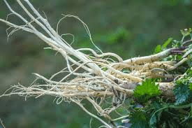 جذر القراص: متى تتناوله وكيف تستخدمه بأمان