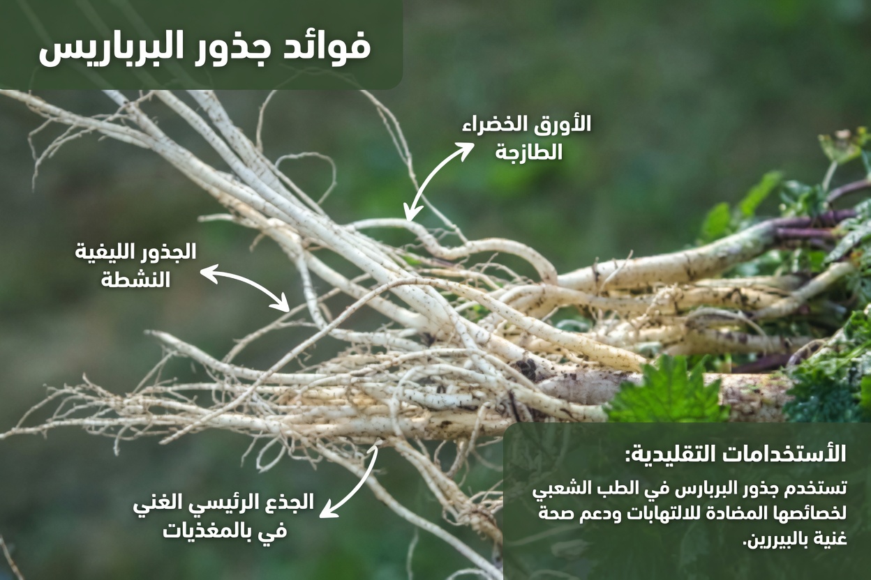 جذر القراص: متى تتناوله وكيف تستخدمه بأمان