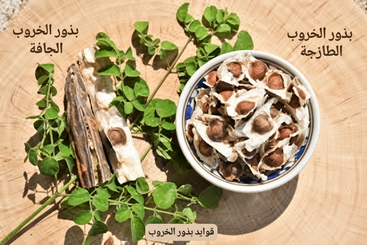 12 طريقة يمكن أن تدعم بها بذور المورينغا صحتك وعافيتك اليومية